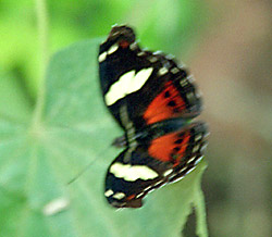 Tropical butterfly 1
